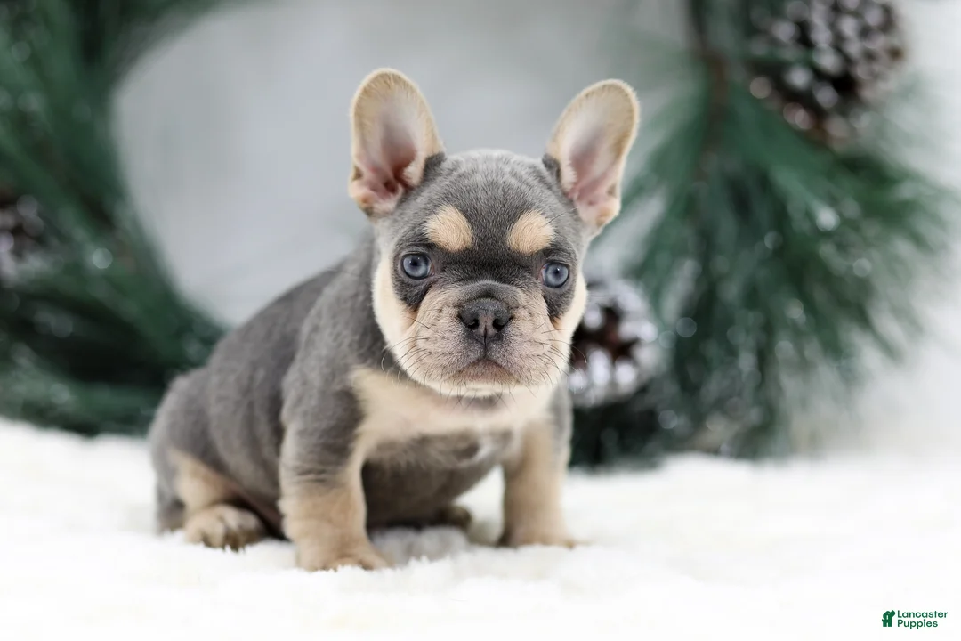French Bulldog dogs for sale: Kasper - Ad 3