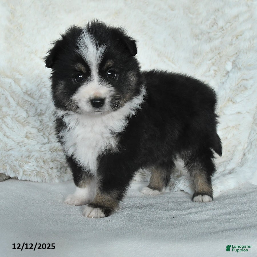Miniature Australian Shepherd dogs Holly - Ad 12
