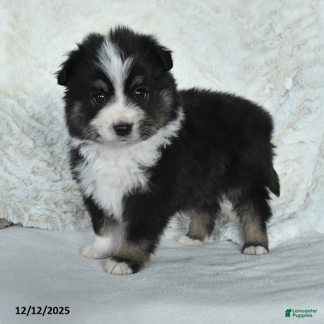 Australian Shepherd dogs for sale: Holly - Ad 3