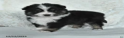 Miniature Australian Shepherd dogs for sale: Holly - Ad 1