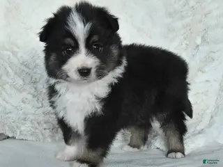 Miniature Australian Shepherd dogs Holly - Ad 37