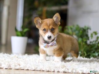 Welsh Corgi Pembroke dogs Candy - Ad 41