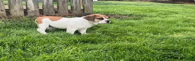 Piper