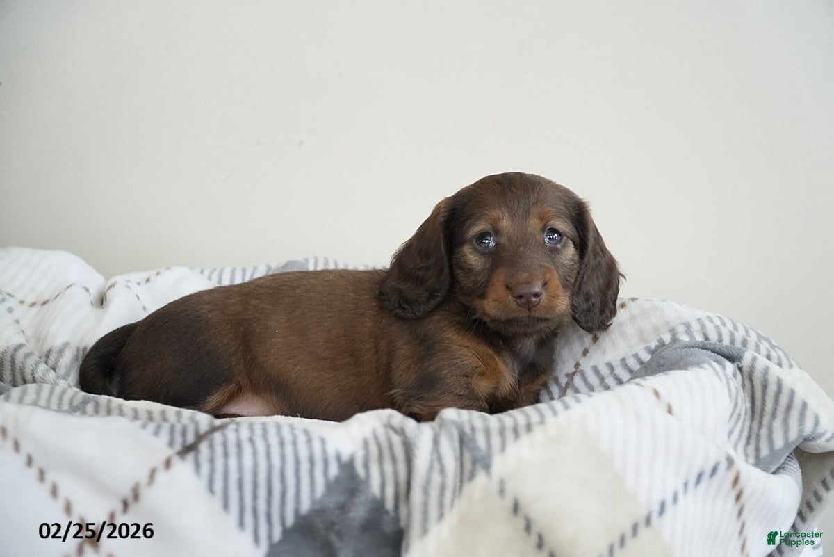 Miniature Dachshund dogs Isaac - Ad 2