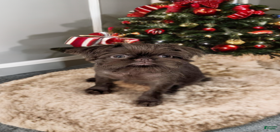 Gallery Image {{count}}