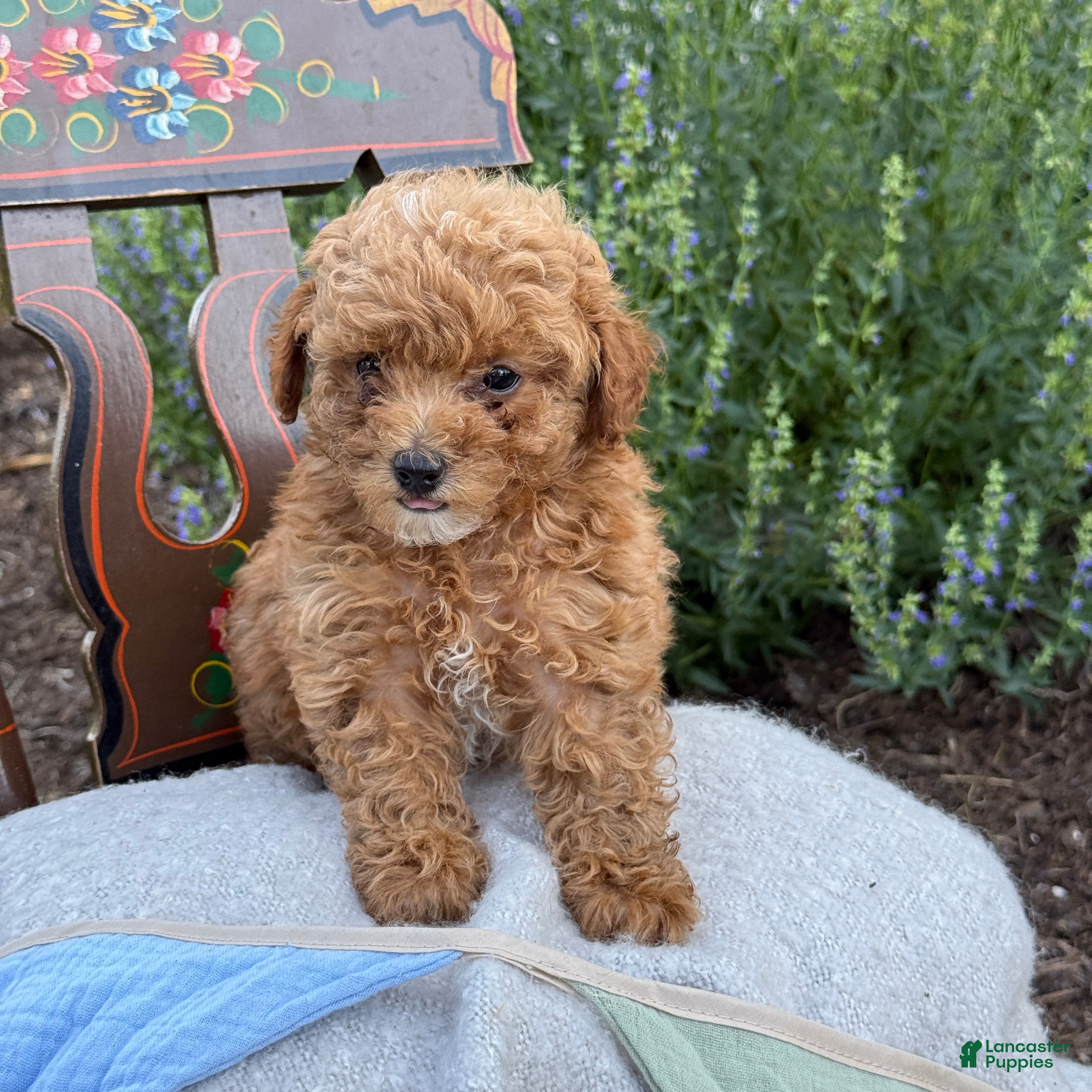 Toy Poodle dogs Grace - Ad 1