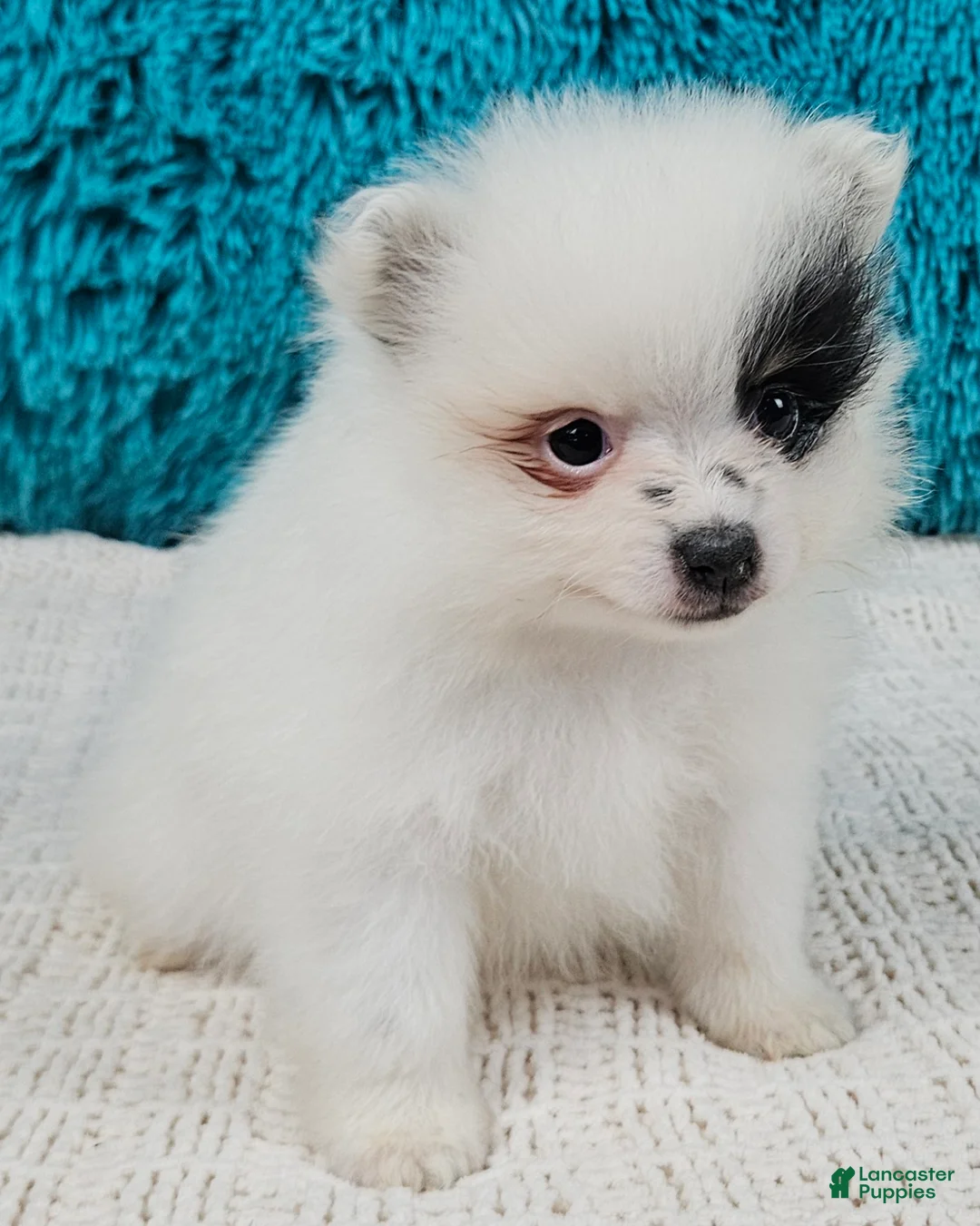 Pomeranian dogs for sale: Arlo - Ad 2