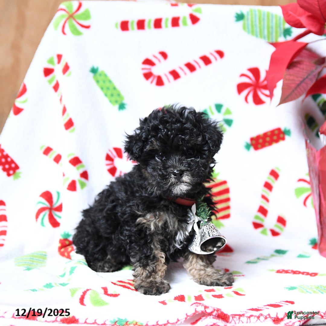 Maltipoo dogs for sale: Santa   - Ad 2