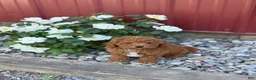 Toy Poodle dogs for sale: Pepper - Ad 15
