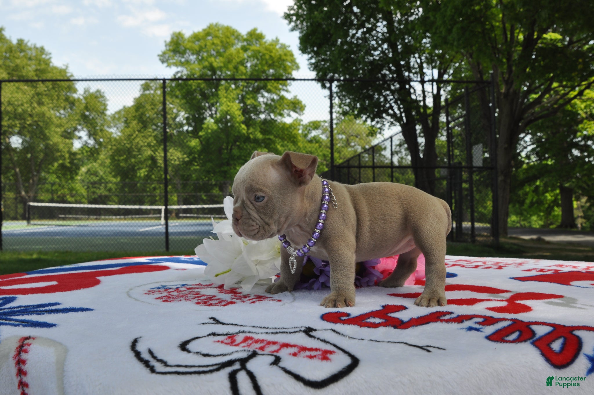 American Bully dogs for sale: American Bully Puppy 4 - Ad 1