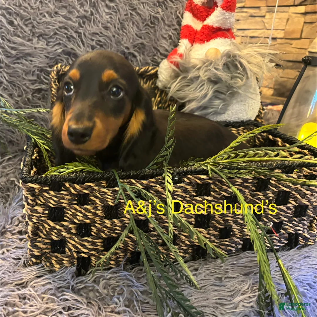 Miniature Dachshund dogs for sale: Miniature Dachshund Puppy 3 - Ad 2