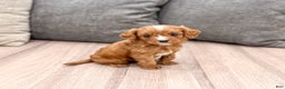 Cavapoo dogs for sale: Gus - Ad 2