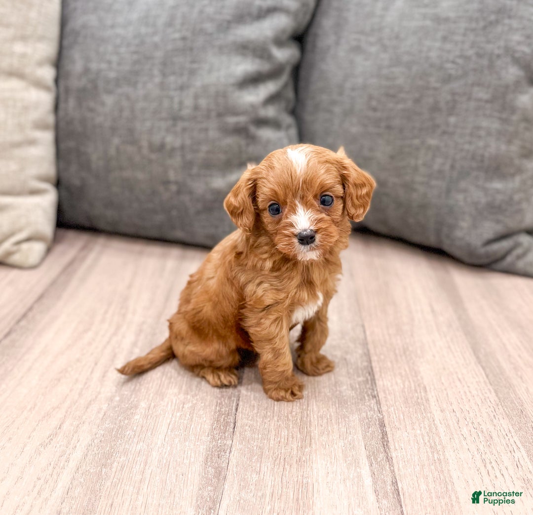 Cavapoo dogs for sale: Gus - Ad 2