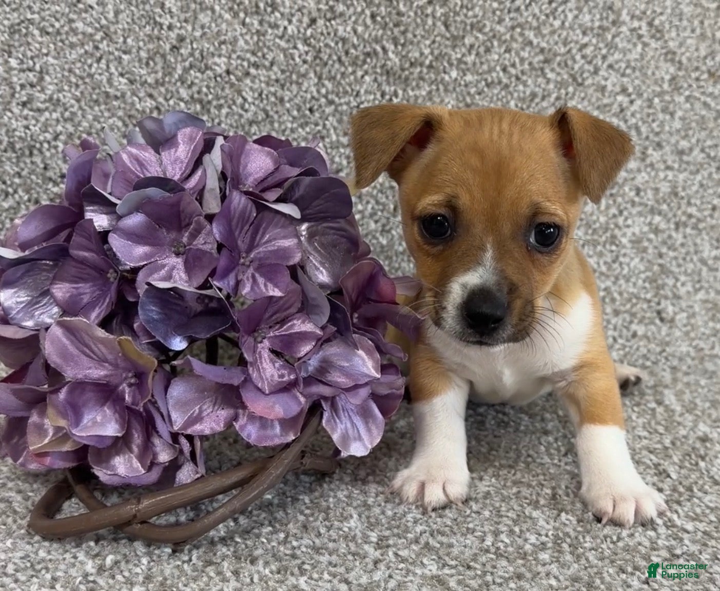 Jack Russell Terrier dogs Steven - Ad 1