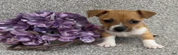 Jack Russell Terrier dogs for sale: Steven - Ad 1