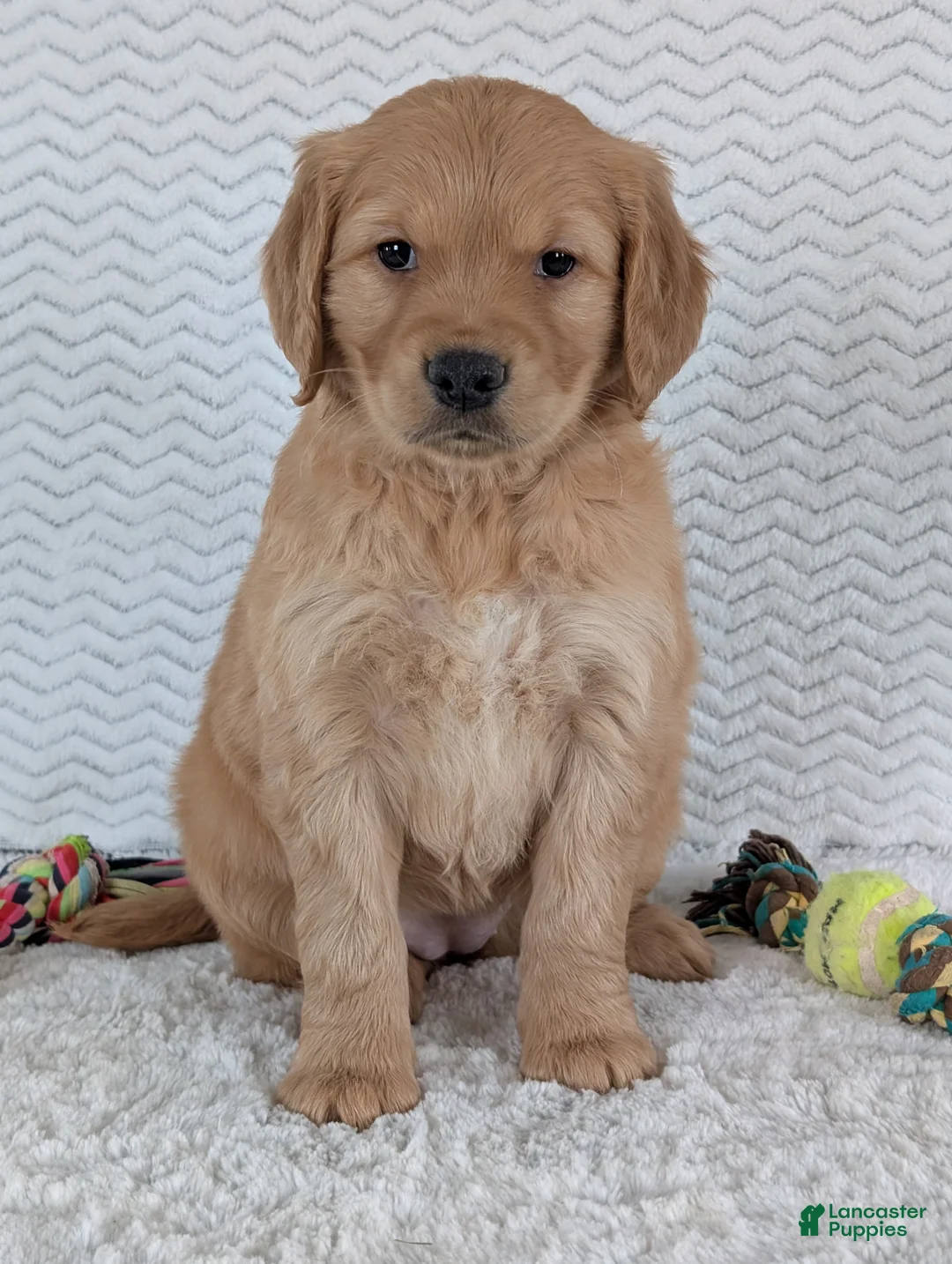 Golden Retriever dogs for sale: Miss Ruby  - Ad 1