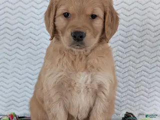 Golden Retriever dogs Miss Ruby - Ad 6