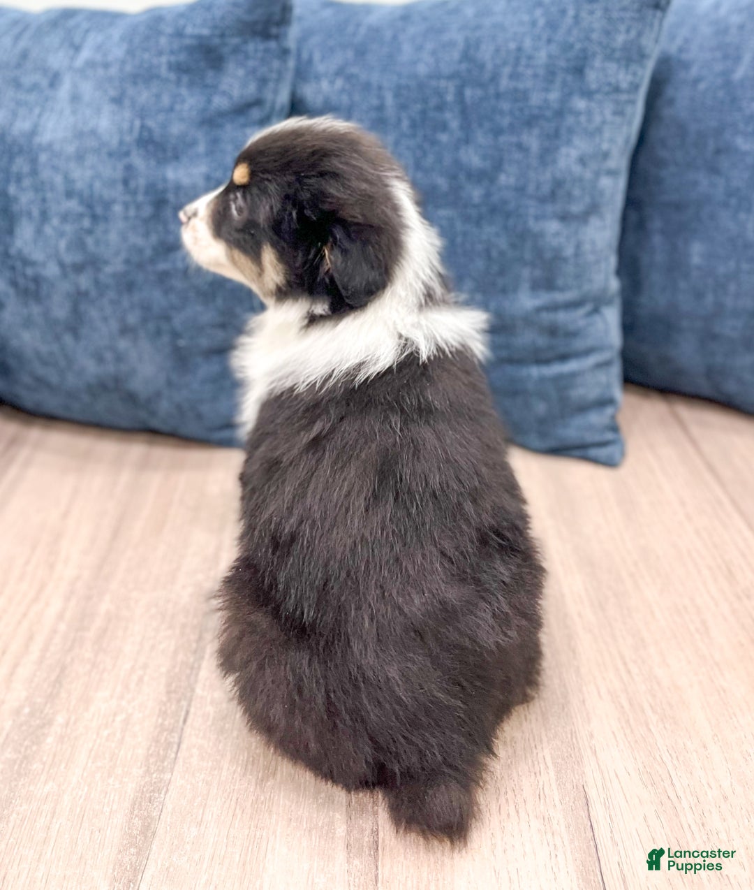 Miniature Australian Shepherd dogs for sale: Blossom - Ad 5