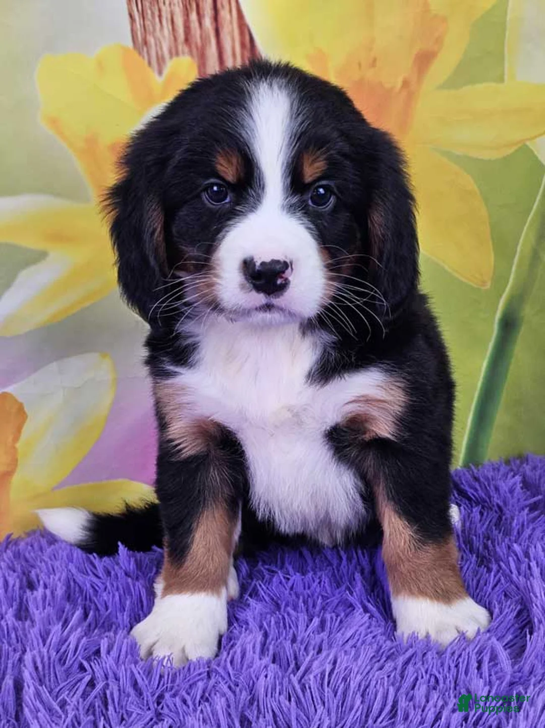 Miniature Bernese Mountain Dog dogs for sale: Hudson - Ad 1