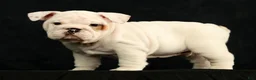 English Bulldog dogs for sale: Winston - Ad 2