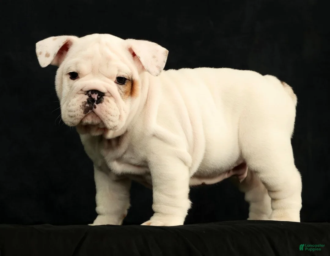 English Bulldog dogs for sale: Winston - Ad 2