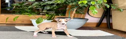 Italian Greyhound dogs for sale: Jaden  - Ad 3
