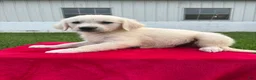 Golden Retriever dogs for sale: Dora - Ad 1