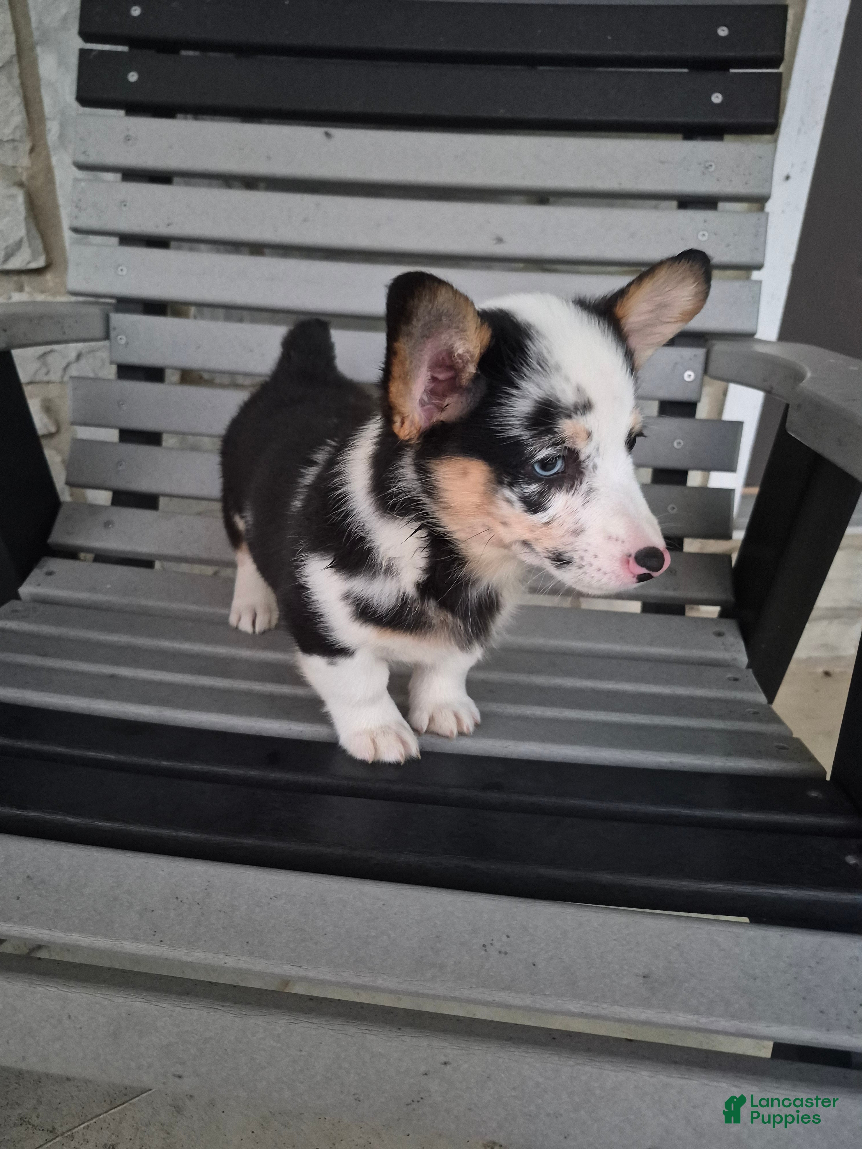 Welsh Corgi Pembroke dogs Sadie - Ad 2