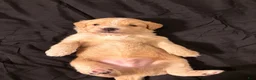 Mixed Breed dogs for sale: Blue  - Ad 3