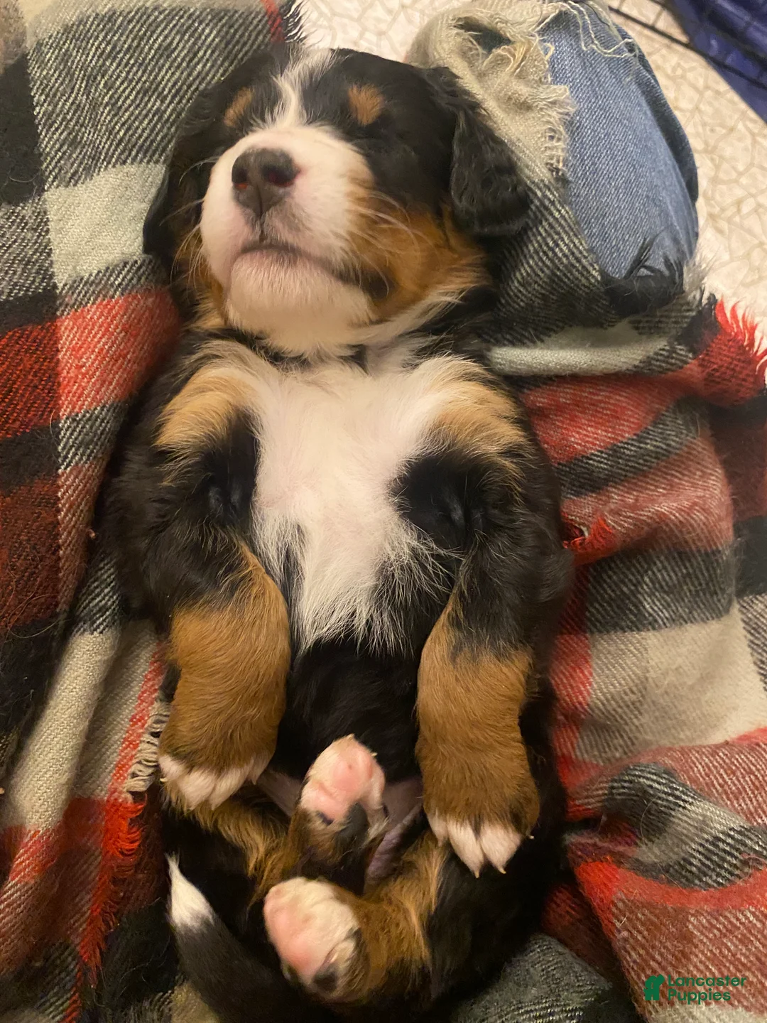 Bernedoodle dogs for sale: Bernedoodle Puppy 11 - Ad 16