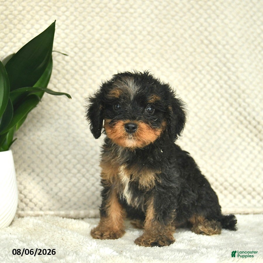 Cavapoo dogs Romeo  - Ad 2