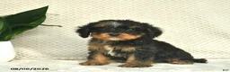 Cavapoo dogs for sale: Romeo  - Ad 2