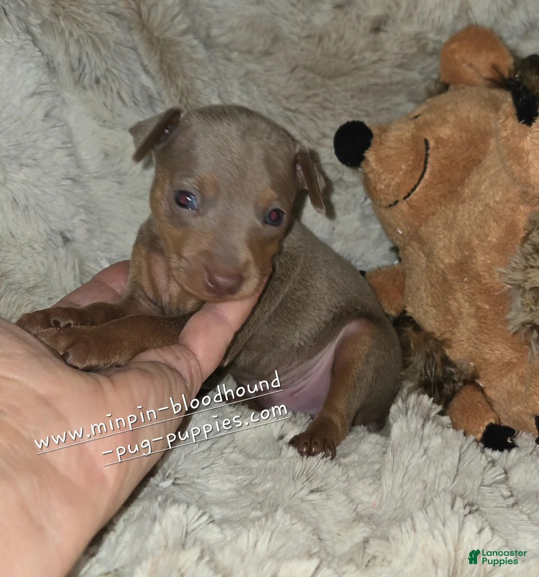 Miniature Pinscher dogs for sale: AKC Rhett - Ad 2