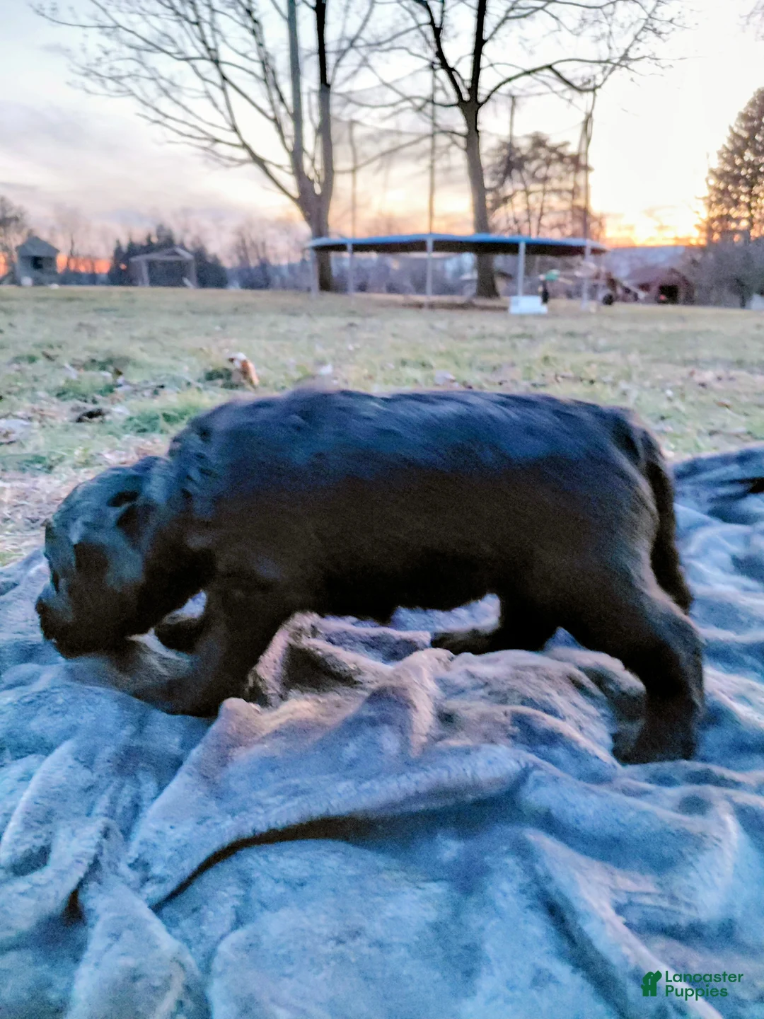 Mini Goldendoodle dogs for sale: Mini Goldendoodle JOJO - Ad 6