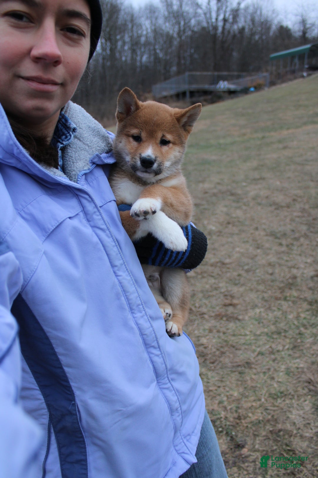 Shiba Inu dogs for sale: Wreath - Ad 13