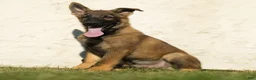 German Shepherd dogs for sale: Fisher German Shepherd  - Ad 3