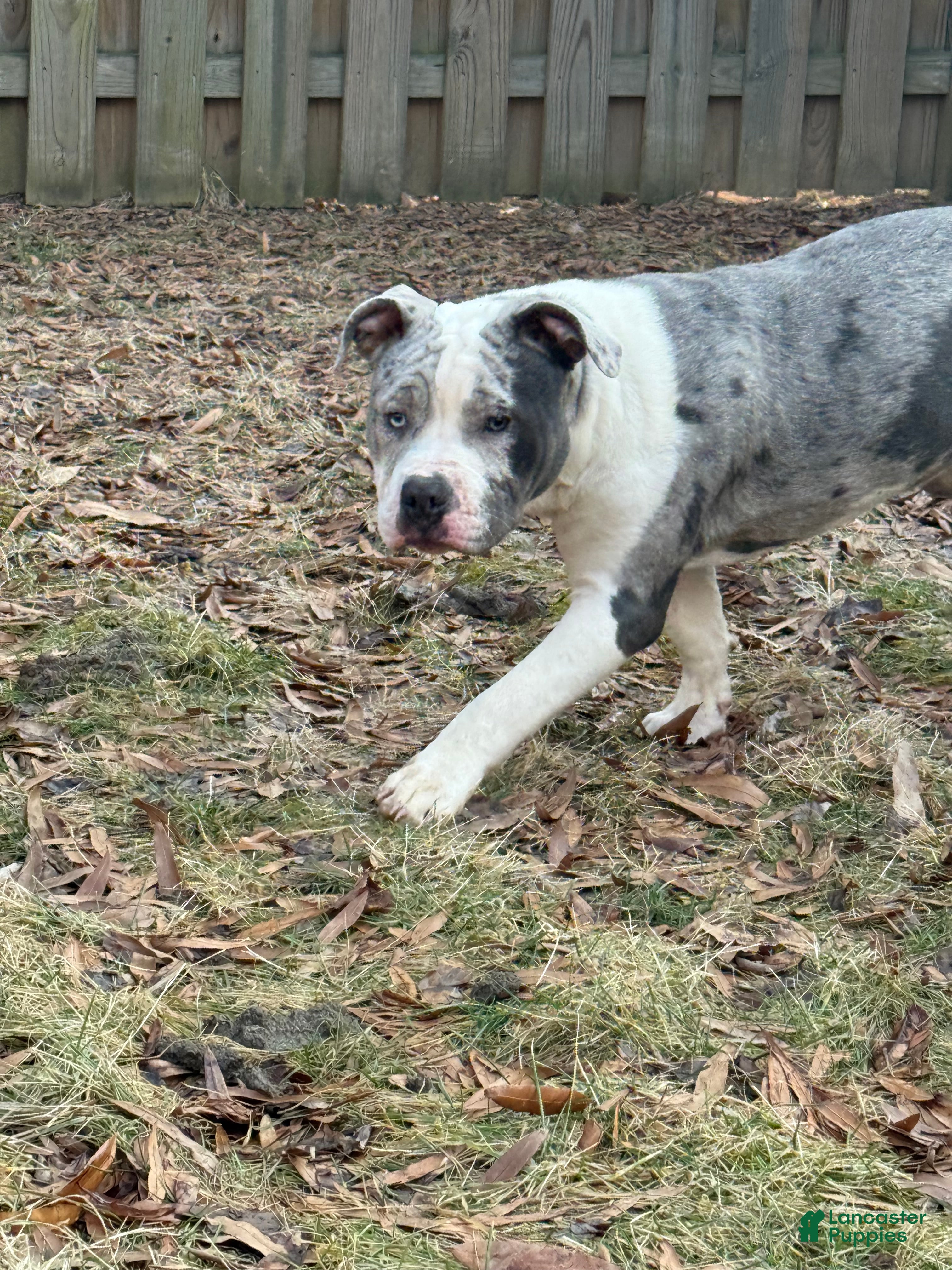 American Bully dogs American Bully Puppy 1 - Ad 2