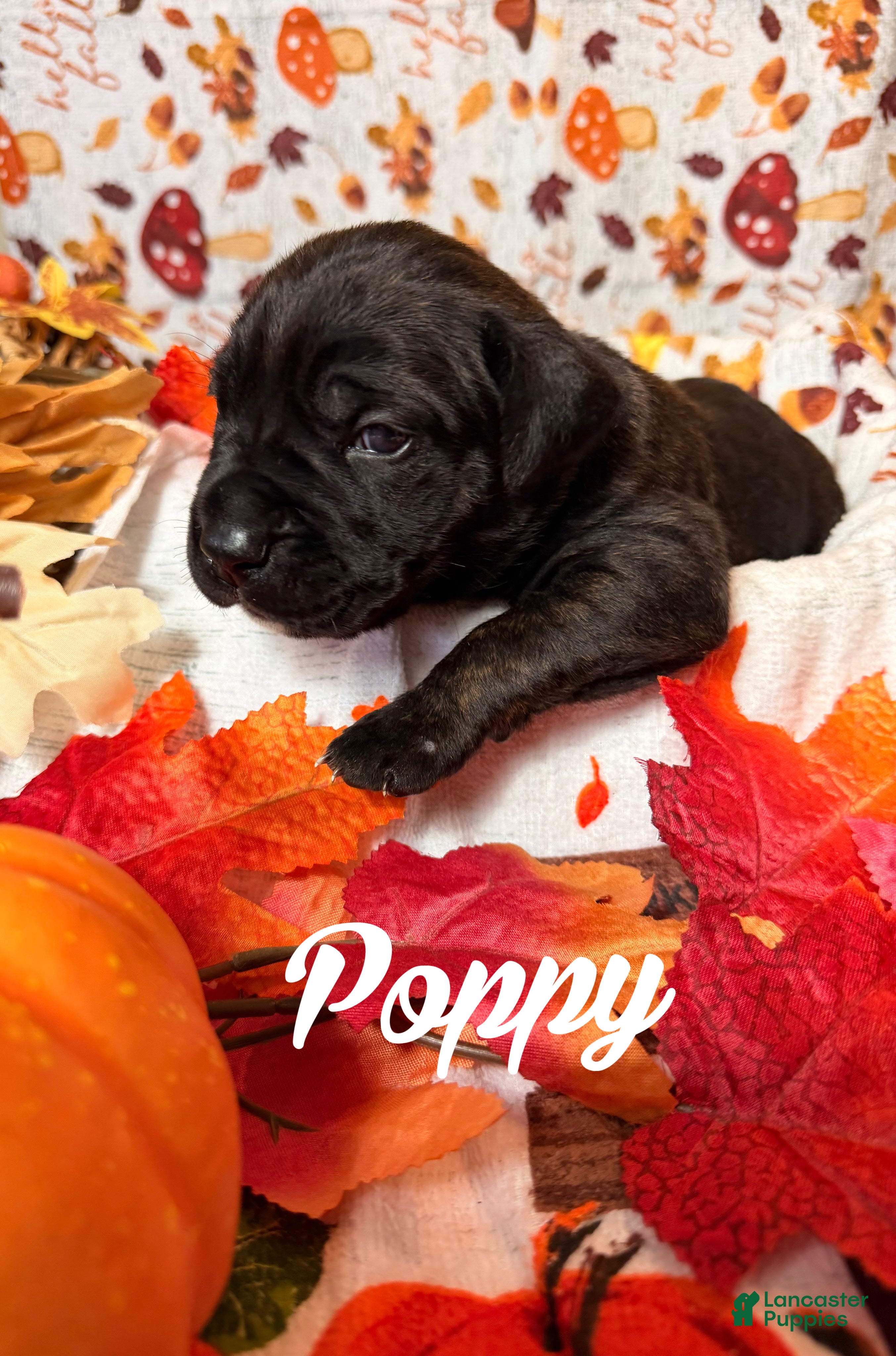 Cane Corso dogs Poppy  - Ad 1