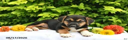 Mixed Breed dogs for sale: Daffy - Ad 4