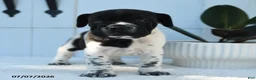 Mini Hippo dogs for sale: Roxy - Ad 5
