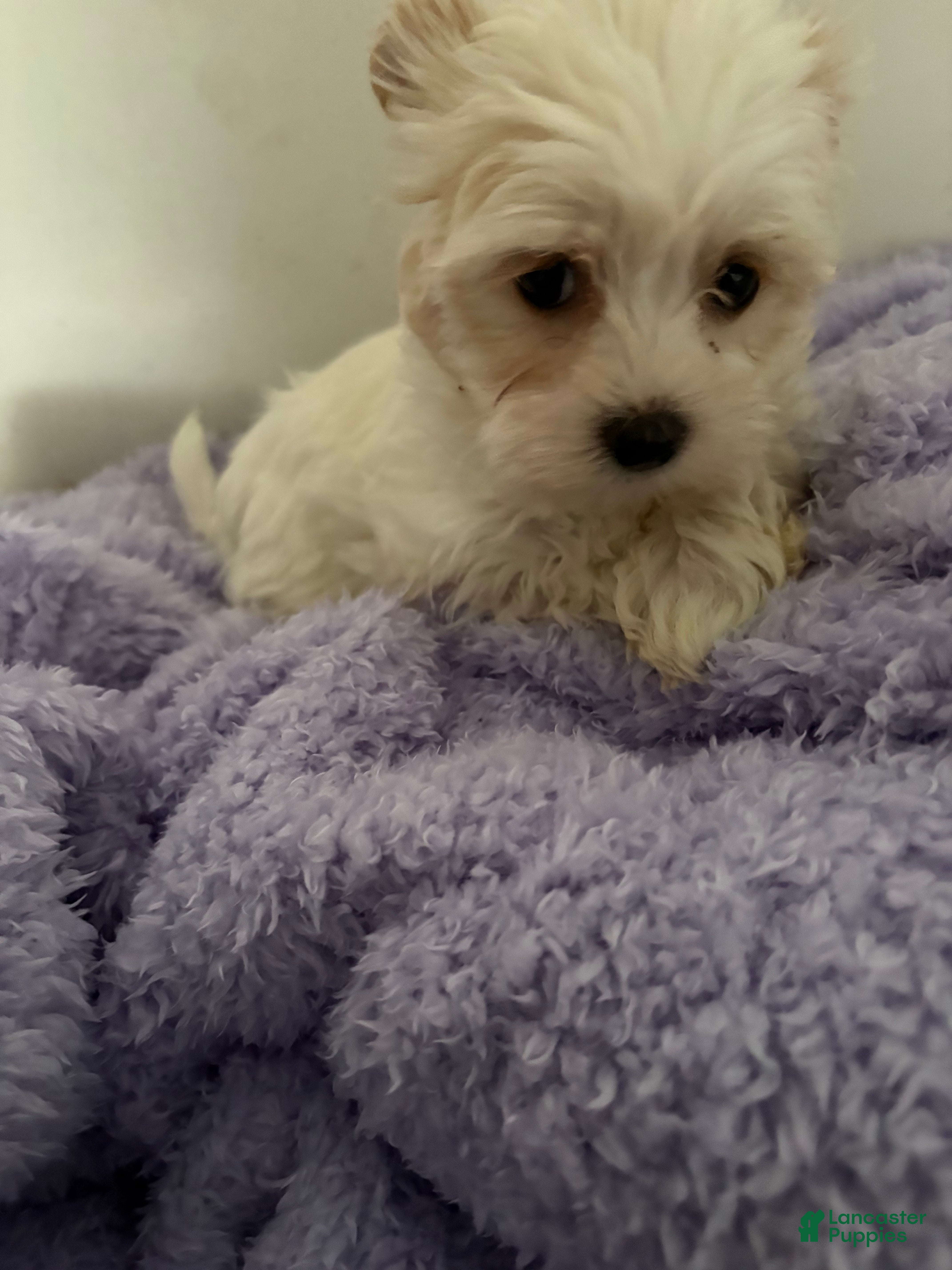 Morkie dogs Bubbles  - Ad 42