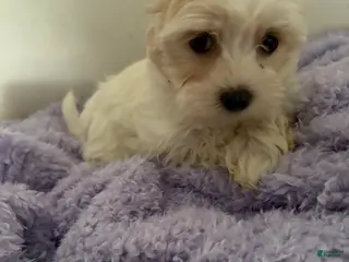 Morkie dogs Bubbles - Ad 42