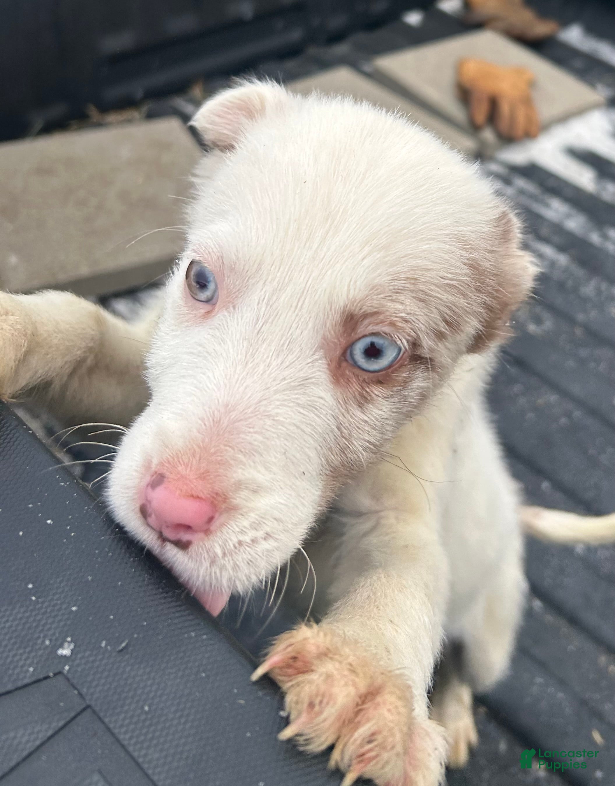 Border Collie dogs Border Collie Puppy 2 - Ad 4