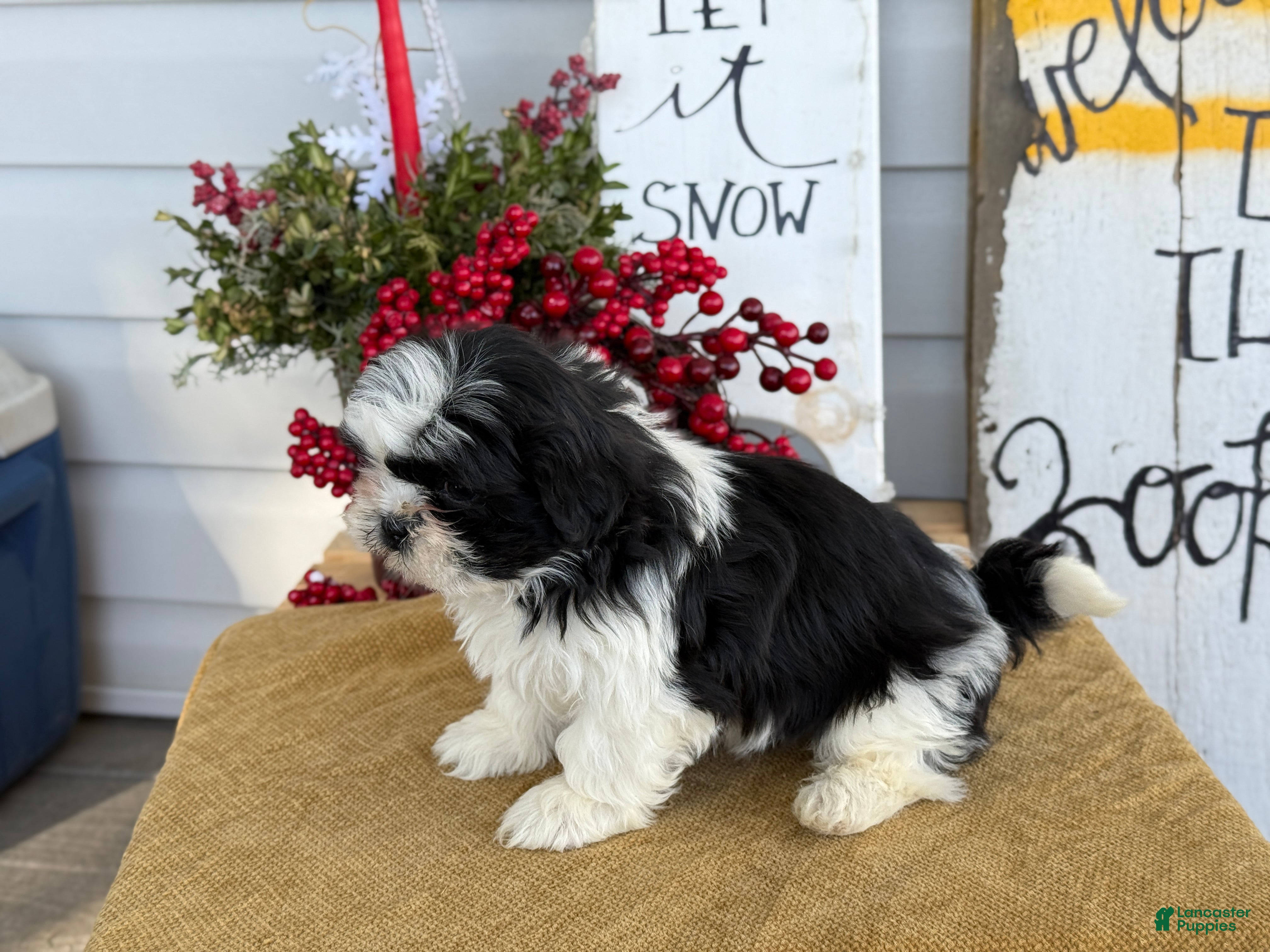 Shih Tzu dogs Pip - Ad 2