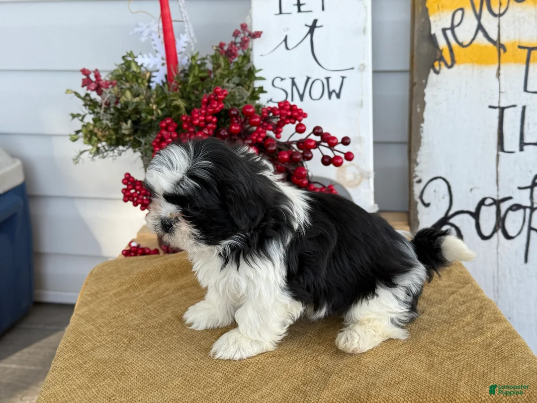 Shih Tzu dogs for sale: Pip - Ad 2
