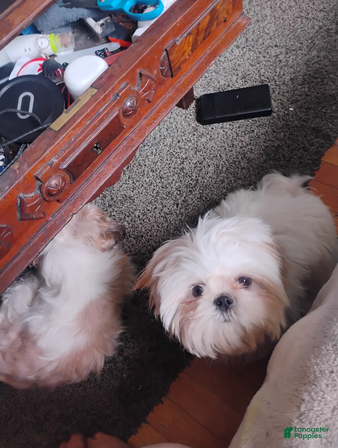 Shih Tzu dogs for sale: Shih Tzu 4 Fiona May - Ad 2