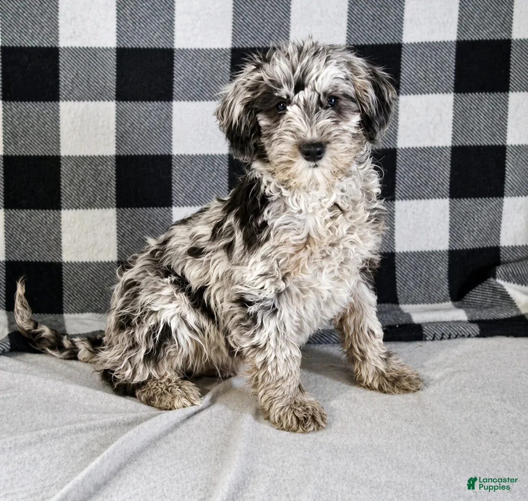 Mixed Breed dogs for sale: Raven - Ad 6