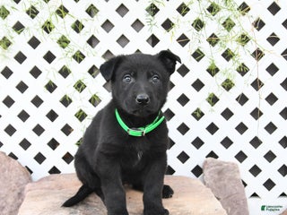 German Shepherd dogs - Ad 40