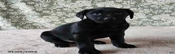 Labrador Retriever dogs for sale: Skye - Ad 4