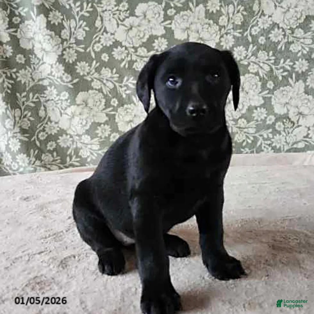 Labrador Retriever dogs for sale: Skye - Ad 7